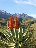 Aloe ferox